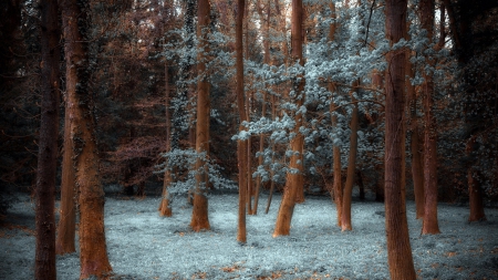 fantastic forest - leaves, forest, trunks, grass