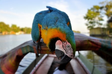 *** Parrot *** - animal, animals, birds, parrot