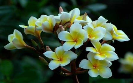 Plumeria - nature, beauty, flowers, plumeria