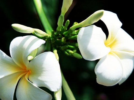 Plumeria - PLUMERIA, NATURE, BEAUTY, FLOWERS