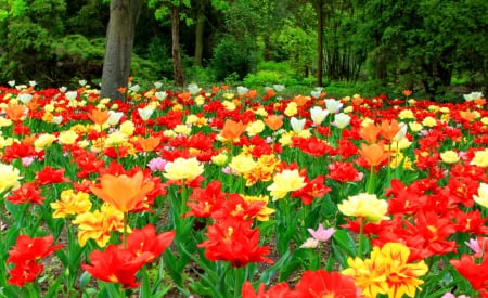 Forest garden - greenery, pretty, trees, carpet, summer, beautiful, grass, forest, lovely, freshness, colorful, tulips, nature, garden, nice, park