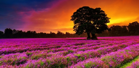 Lavender field - nice, sky, carpet, trees, colorful, sunset, field, pretty, clouds, rows, lavender, summer, lovely, nature, fiery, lonely, beautiful, flowers