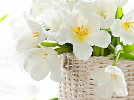 white flowers - nature, flowers, still life, bouqet