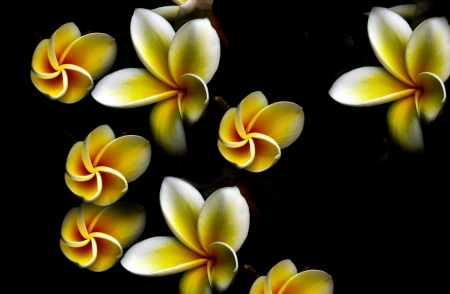 Plumeria - PLUMERIA, NATURE, BEAUTY, FLOWERS