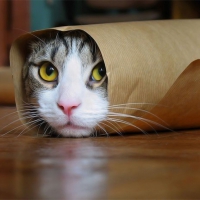 Kitty