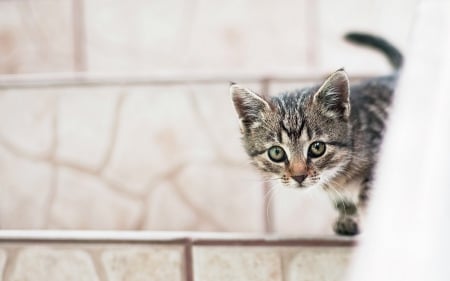 Hiding - white, animal, cute, kitten, cat, hiding, grey