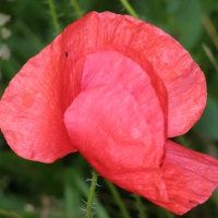 Wild Flower Poppy