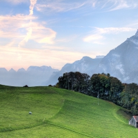 sheep pasture on an alpine meadow