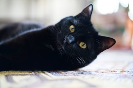 Hi There! - black cat, cat, kitty, photography, sweet, cute, black