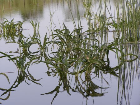 Plant of the lake - lake, water, plant, green