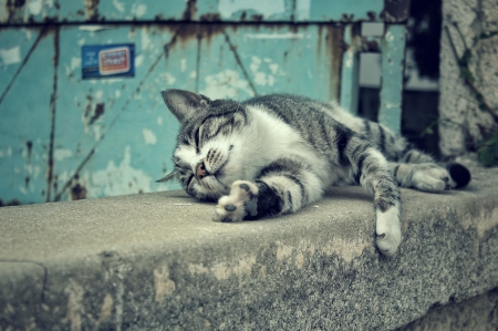 Cat - sleepy, cute, beautiful, cat, sleeping, kitty, cats, hat, cat face, paws, face, animals, pretty, beauty, sweet, kitten, lovely