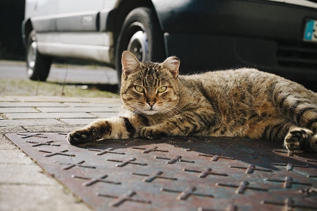 Cat - sleepy, cute, beautiful, cat, sleeping, kitty, cats, hat, cat face, paws, face, animals, pretty, beauty, sweet, kitten, lovely