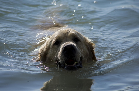 Dog - puppy, animals, lovely, face, playful, pretty, beautiful, dogs, playful dog, sweet, cute, puppies