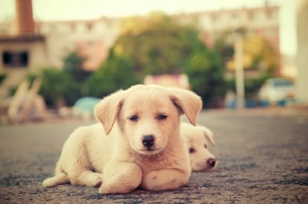 Dogs - puppy, animals, lovely, face, playful, pretty, beautiful, dogs, playful dog, sweet, cute, puppies