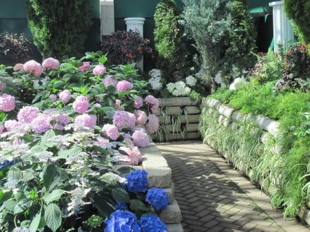 Flowers mid-summer 26 - pink, blue, photography, green, hydrangeas, flowers, garden