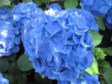 Flowers mid-summer 27 - photography, blue, green, hydrangeas, flowers