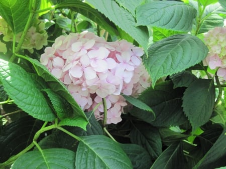 Flowers mid-summer 28 - pink, photography, green, leaf, hydrangeas, flowers, garden