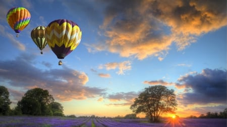 colorful hot air balloons over lavender fields - fields, balloons, clouds, sunset, flowers