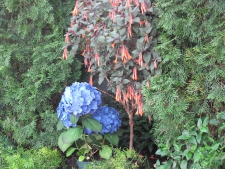 Flowers mid-summer 29 - blue, photography, orange, green, hydrangeas, flowers, garden