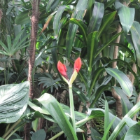 Flowers mid-summer 37