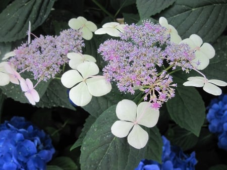 Flowers mid-summer 39 - photography, blue, green, hydrangeas, flowers, garden