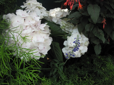 Flowers mid-summer 40 - white, photography, green, flowers, hydrangeas, garden