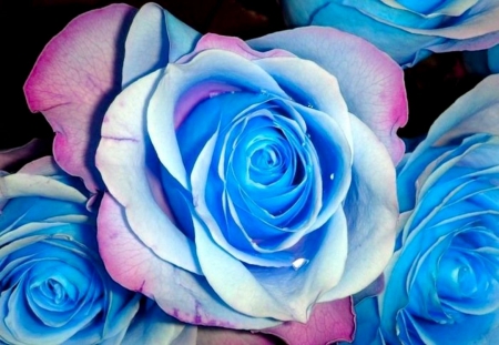 Blue roses - flowers, new, roses, blue