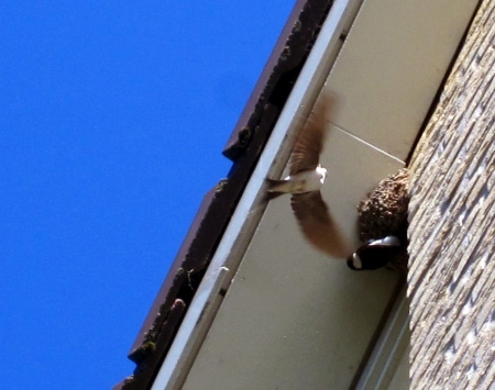 Barn swallows - sky, roof, nest, blue, photography, animals, birds