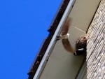 Barn swallows