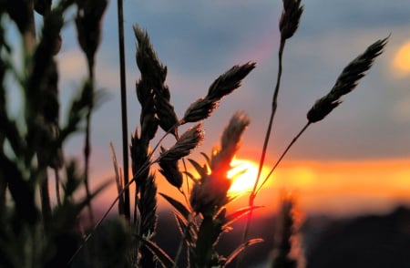 The Sparkle of a Sunset - sunset, nature, fields, grass, sky