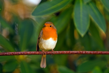 *** Robbin *** - bird, robin, animal, animals