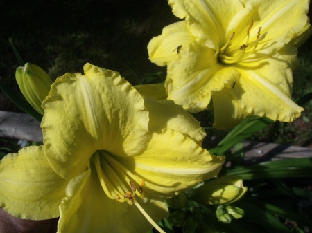 Day Lilies - Lily, beauty, Flower, nature