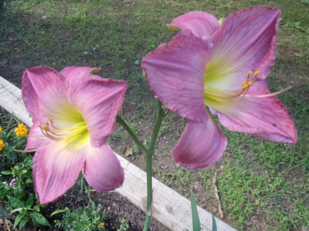 Day Lilies - lilies, nature, beauty, flowers