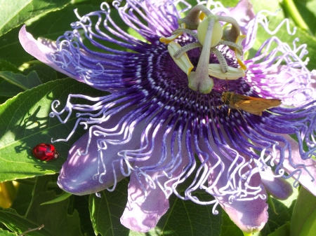 Passion Flower - flower, passion, nature, purple