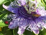 Passion Flower