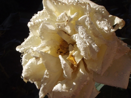 Water Rose - wet, cream, flowers, rose