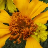 Close Up Yellow Flower