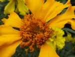 Close Up Yellow Flower