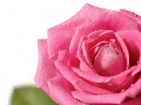 A Fresh New Rose - fresh, love, pink, pretty