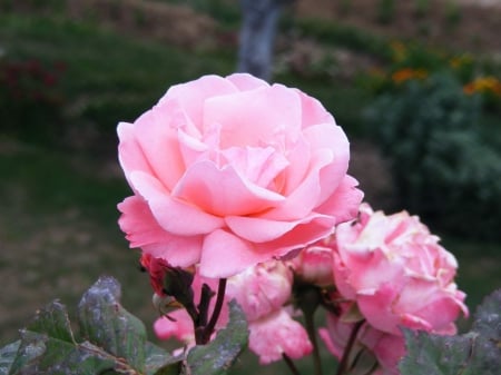 Pink Roses on a Garden outside Growing - outside, roses, pink, graden