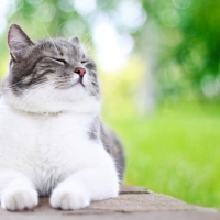 Kitty