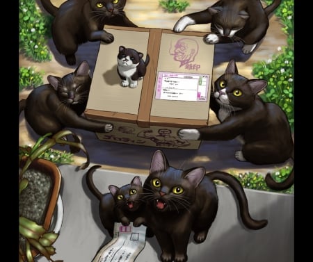 Cat Delivery - pretty, kawaii, animal, kitten, hd, box, nice, realistic, black cat, beautiful, beauty, lovely, sweet, cat, cg, cute, adorable, 3d, kitty