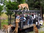 Orana Wildlife Park, Christchurch, NZ