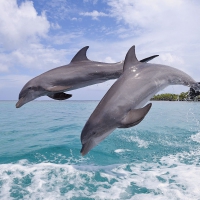 Jumping into the waves