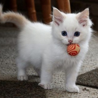 playing kitty