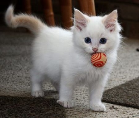 playing kitty - ball, cute, cat, animals, kitty, playing