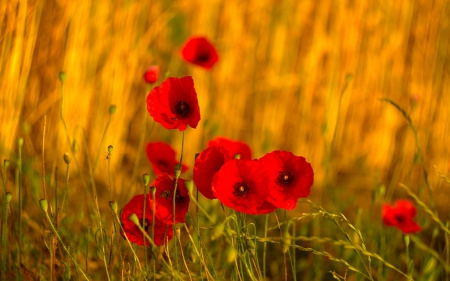 Poppies - flowers, red, poppies, grass