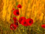 Poppies