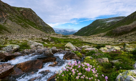 Beautiful scenery - stream, flower, rocks, nature, mountain