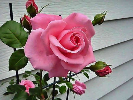 Pink Rose - blossom, garden, buds, rosebuds, leaves